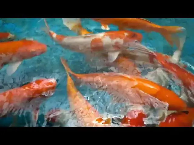 Video thumbnail for Koi Fish: Japan's Living National Treasure