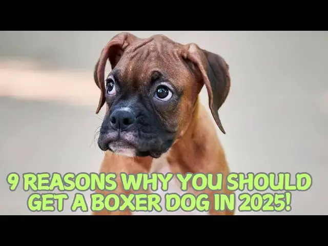 Video thumbnail for 9 Reasons Why You Should Get a Boxer Dog in 2025! 🐶❤️