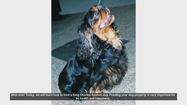Video thumbnail for How to Properly Feed Your King Charles Spaniel