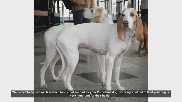 Video thumbnail for Foods to Avoid for Your Porcelaine Dog's Health
