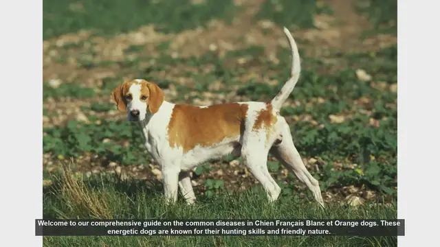 Video thumbnail for Common Health Issues in Chien Français Blanc et Orange Dogs