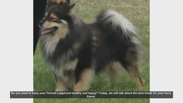 Video thumbnail for Best Foods for a Healthy and Happy Finnish Lapphund