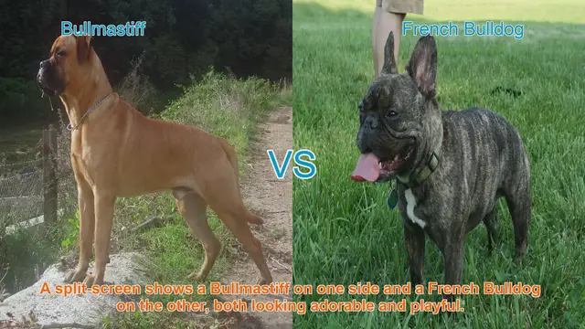 Video thumbnail for Bullmastiff vs. French Bulldog: A Breed Comparison