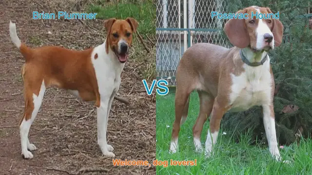 Video thumbnail for Comparing Brian Plummer Terrier and Posavac Hound: A Guide for Dog Lovers