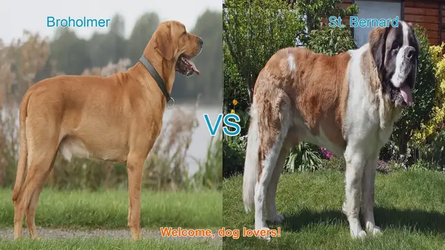 Video thumbnail for Broholmer vs. St. Bernard: A Comprehensive Comparison