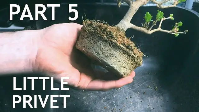 'Video thumbnail for Little Privet Bonsai, from cutting, 5'