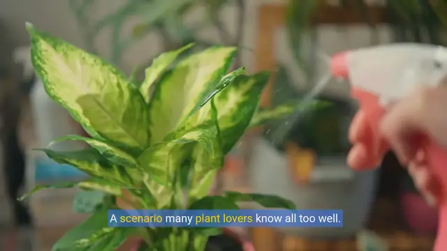 Video thumbnail for Green Thumbs, Beware: Insuring Your Houseplants Against Over-Watering