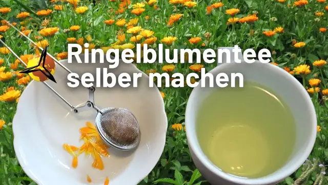 Video thumbnail for Ringelblumentee selber machen