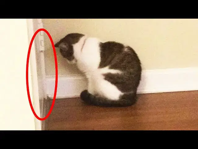 Video thumbnail for Сat Hisses at Wall in New House for Hours, Owner Finds Hidden Door behind It