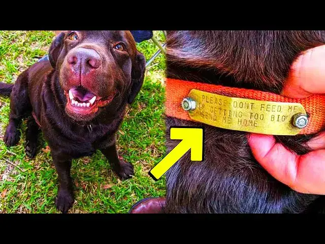 Video thumbnail for People Fed A Homeless Dog, Until One Day They Read His Collar