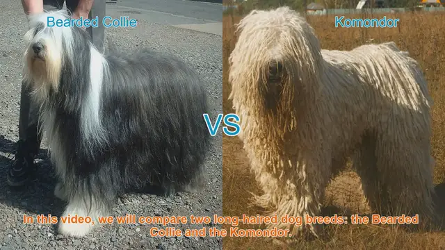 Video thumbnail for Bearded Collie vs. Komondor: A Comparison of Long-Haired Dog Breeds