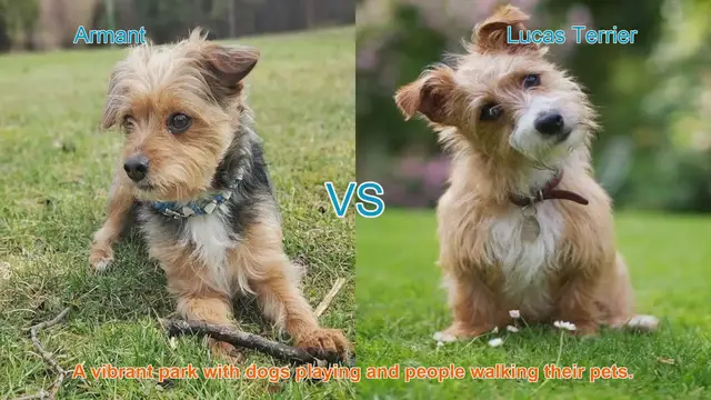 Video thumbnail for Armant vs. Lucas Terrier: A Comparative Guide