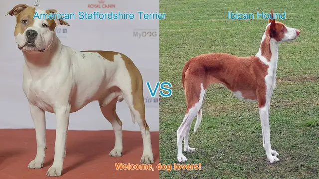 Video thumbnail for Dog Breed Comparison: American Staffordshire Terrier vs. Ibizan Hound