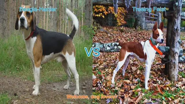 Video thumbnail for Beagle-Harrier vs. Treeing Feist: A Comprehensive Comparison