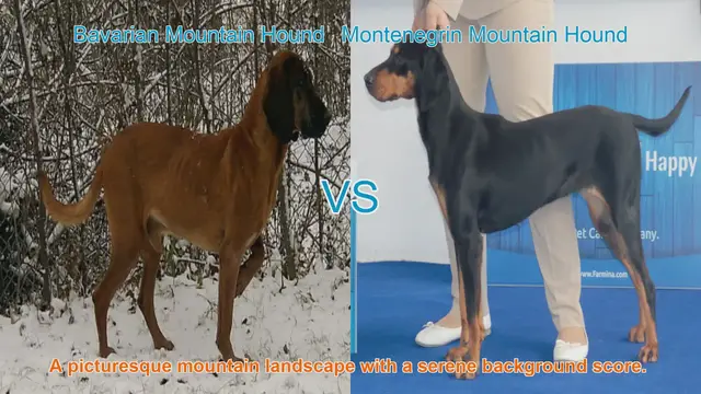 Video thumbnail for Comparing Bavarian Mountain Hound and Montenegrin Mountain Hound: A Comprehensive Guide