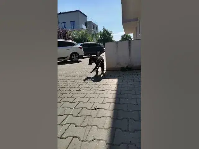 Video thumbnail for BABY  boy Baloocreate