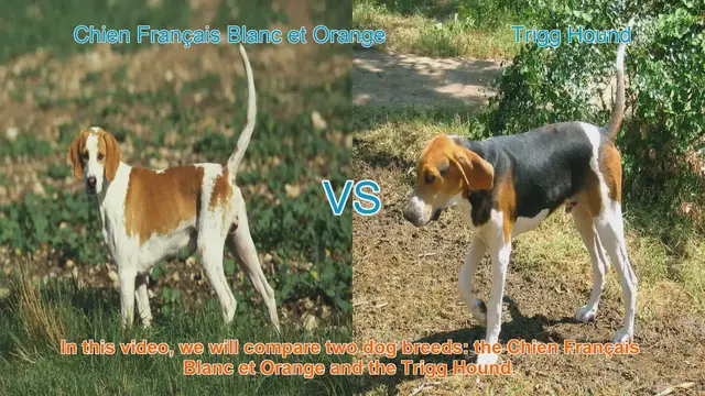 Video thumbnail for Comparing Chien Français Blanc et Orange and Trigg Hound: A Guide to Two Distinct Dog Breeds