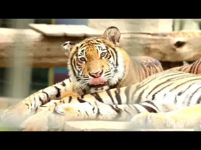 Video thumbnail for How Tigers Compare to Humans in Strength and Agility?