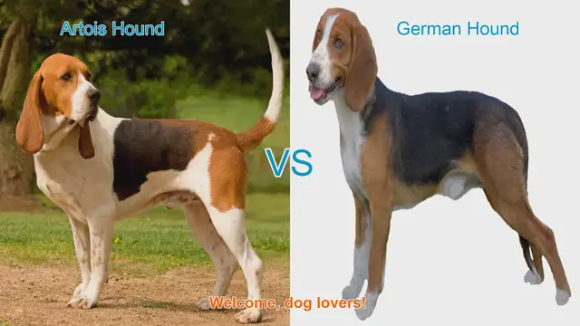 Video thumbnail for Artois Hound vs. German Hound: A Comprehensive Comparison