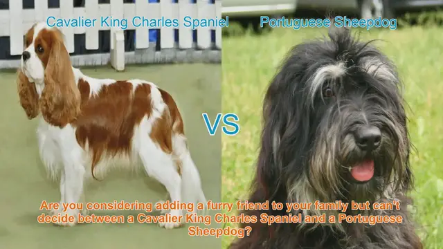 Video thumbnail for Cavalier King Charles Spaniel vs. Portuguese Sheepdog: A Comprehensive Comparison