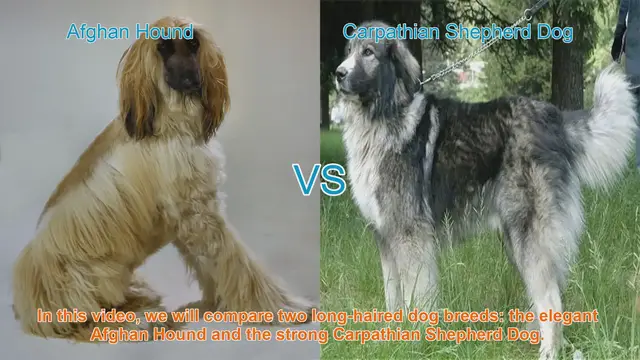 Video thumbnail for Comparing Afghan Hound and Carpathian Shepherd Dog: A Breed Guide