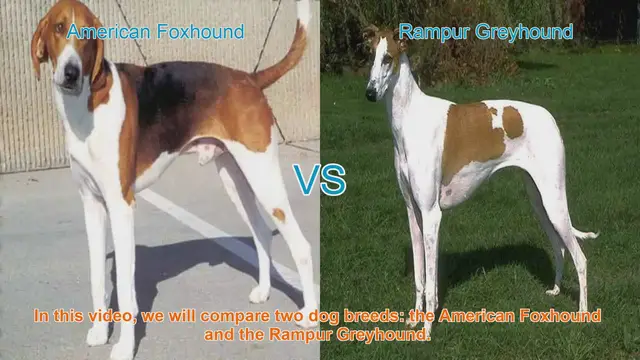 Video thumbnail for American Foxhound vs. Rampur Greyhound: A Comparison of Two Distinct Dog Breeds