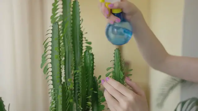 Video thumbnail for Desert Gardens