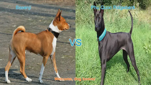 Video thumbnail for Basenji vs. Phu Quoc Ridgeback: A Comparative Guide for Dog Lovers