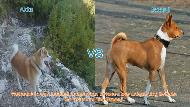 Video thumbnail for Akita vs. Basenji: A Comprehensive Breed Comparison