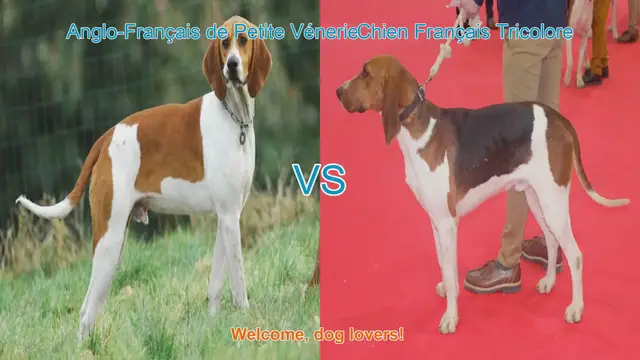Video thumbnail for French Hunting Breeds Comparison: Anglo-Français vs. Chien Français