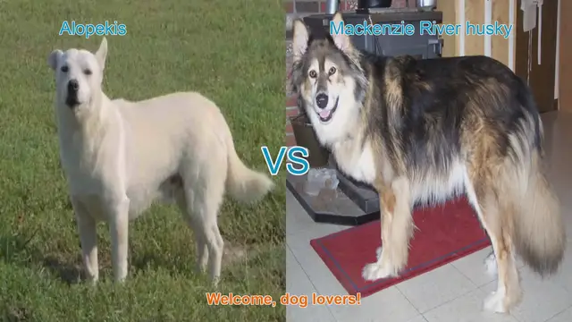 Video thumbnail for Alopekis vs. Mackenzie River Husky: A Comprehensive Comparison