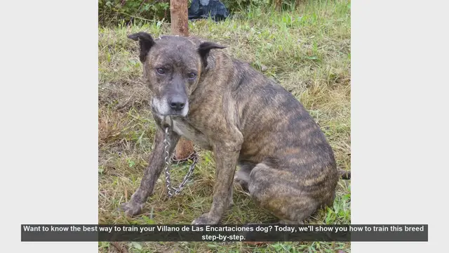 Video thumbnail for How to Train Your Villano de Las Encartaciones Dog: Step-by-Step Guide