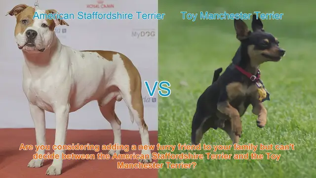 Video thumbnail for Choosing Between American Staffordshire Terrier and Toy Manchester Terrier