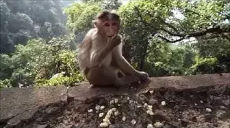 Video thumbnail for Funny  Monkey in action in Amboli hill station.