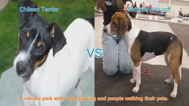 Video thumbnail for Chilean Terrier vs. Estonian Hound: A Breed Comparison