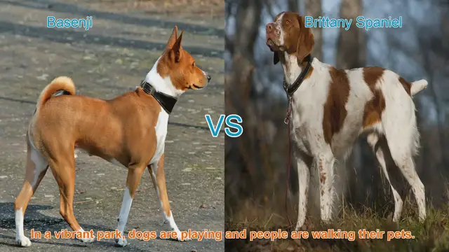 Video thumbnail for Basenji vs. Brittany Spaniel: A Comparison of Two Unique Dog Breeds