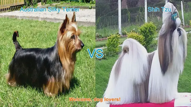 Video thumbnail for Silky Terrier vs. Shih Tzu: A Comparison of Long-Haired Dog Breeds