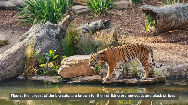 Video thumbnail for 10 Key Differences Between Male and Female Tigers