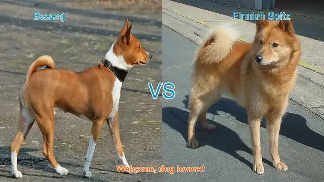 Video thumbnail for Basenji vs. Finnish Spitz: A Comparison of Unique Dog Breeds