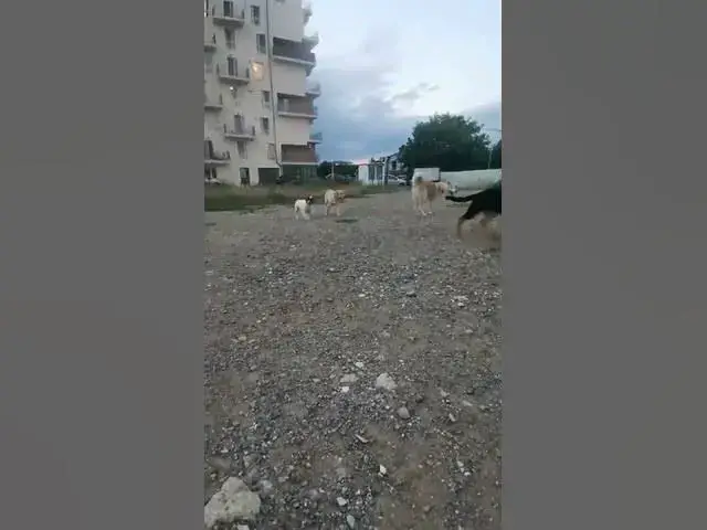 Video thumbnail for #happy #dog #gsdpuppy #gsd #baloocreate