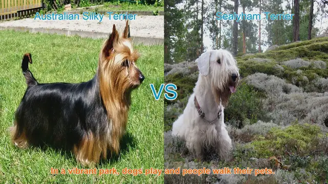 Video thumbnail for Comparing Australian Silky Terrier vs. Sealyham Terrier: A Dog Lover's Guide