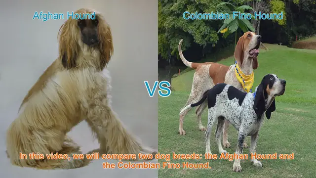 Video thumbnail for Comparing Afghan Hound and Colombian Fino Hound: A Comprehensive Guide