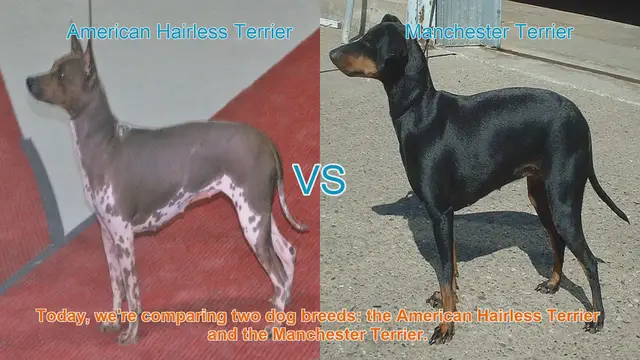 Video thumbnail for American Hairless Terrier vs. Manchester Terrier: A Comparison