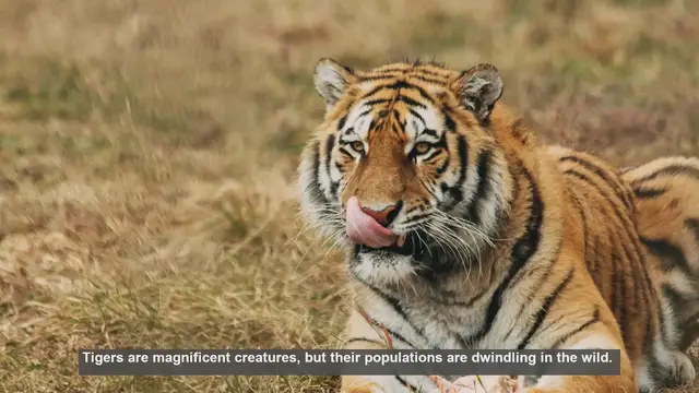 Video thumbnail for 10 Tiger Souvenirs to Avoid: Protecting Wild Populations
