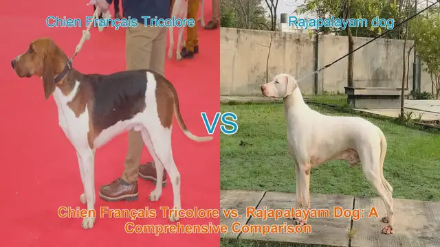 Video thumbnail for Chien Français Tricolore vs. Rajapalayam Dog: A Comprehensive Comparison