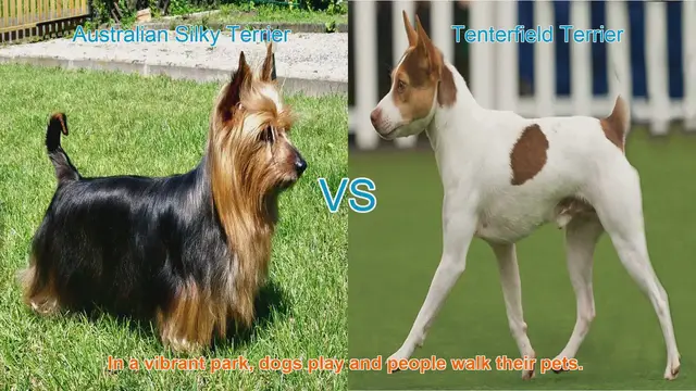 Video thumbnail for Comparing Australian Silky Terrier and Tenterfield Terrier: A Guide to Choosing Your Perfect Companion