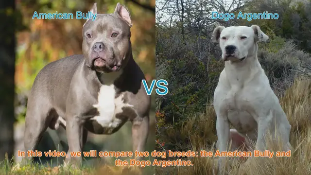 Video thumbnail for American Bully vs. Dogo Argentino: Breed Comparison