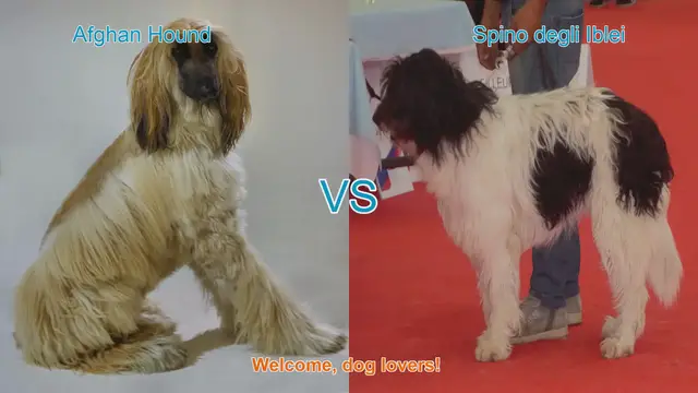 Video thumbnail for Elegant Long-Haired Dog Breeds: Afghan Hound vs. Spino degli Iblei