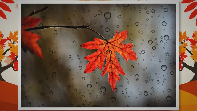 Video thumbnail for Pros and Cons of Pacific Sunset Maple: A Must-Know Before Planting