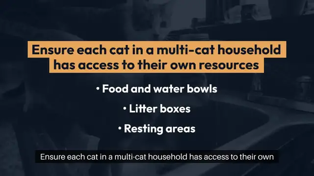 Video thumbnail for Addressing Territorial Behavior in Cats